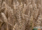 Russia exports record amount of grain