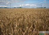 Moscow has alternative to grain deal