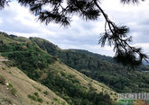 Red List juniper and Pitsunda pine burned down in Gelendzhik