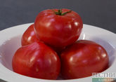 High yield tomato variety created in Uzbekistan