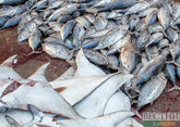 Fish from Fukushima awaits IAEA inspection