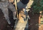 Escaped leopard shot dead in Stavropol region