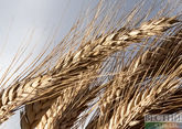 Russia bans export of durum wheat