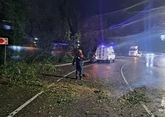 Strong winds in Sochi uproot trees, damage roofing of residential houses