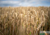 Russia accounts for 70% of wheat supplies to Egypt