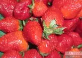 Strawberry growing complex for 2 billion rubles to be built in North Ossetia