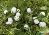 Several villages damaged from hail in Georgia