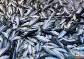 Greece tourist port flooded with dead fish