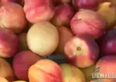 Georgia makes $26 mln on peaches, nectarines