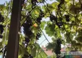 Grape harvest to set record in Georgia