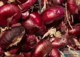 Stavropol farmers harvested 8,100 tons of onions