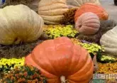 Harvest Festival in Abkhazia to take place on November 3