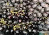 Rtveli 2024: wine grape harvest sets record