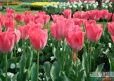 Tens of thousands of tulips being planted in Zheleznovodsk