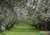 Türkiye left without fruit harvest