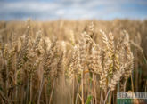Azerbaijan may export wheat and soybean seeds from Russia