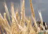 Kazakhstan becomes main wheat exporter to Azerbaijan