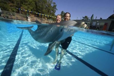 What is the purpose of robot dolphins