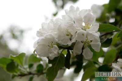 Schoolchildren in Uralsk to earn money during summer holidays