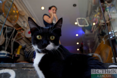 British utility company recommends cuddle with pets and starjumping 