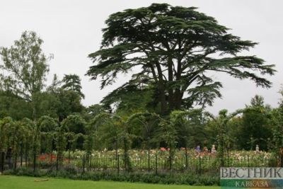 Recreation area to appear in Belorechensk 