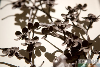 "In Search of a Wild Plum" at the State Museum of Oriental Art (photo report)