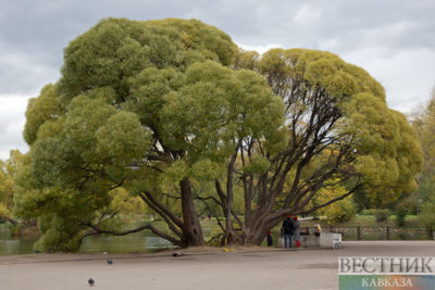 China to go green in 10 years