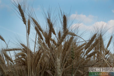 Israel knows how to overcome global wheat crisis, including through Azerbaijan