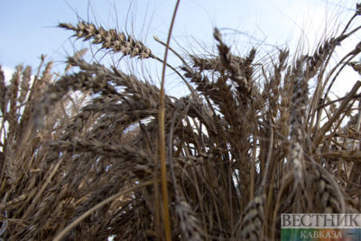Georgia to ban export of wheat, barley for one year