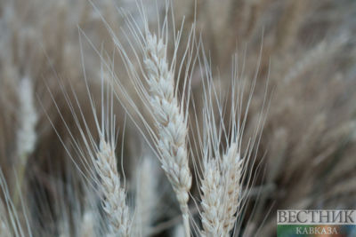 U.S. to support wheat production in Georgia