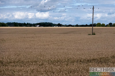 Nature Food: even a ‘limited’ nuclear war would starve millions of people