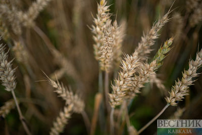 Three more vessels with food left Ukrainian ports