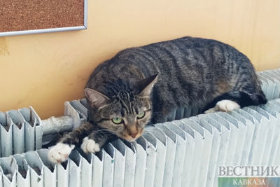 New thermal power plant to be built in Semey