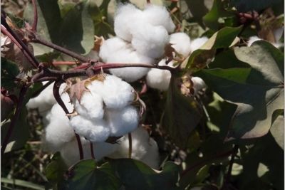 Cotton production to be restored in Dagestan