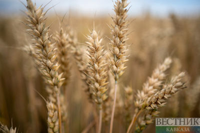 Russia ready to supply up to 500,000 tons of grain to poorest countries