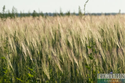 Moscow and Ankara discuss Russian grain