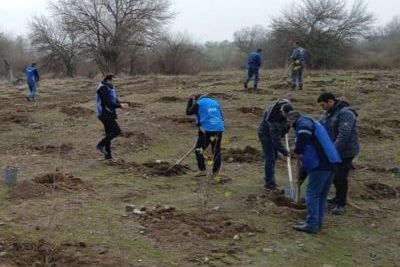 Oriental place and ash seedlings planted in Zangilan region