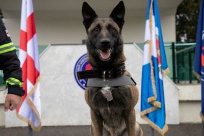 Rescue dog awarded medal for work in Türkiye 