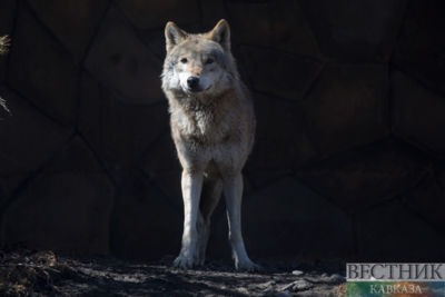 Wolf bites child at zoo in Kazakhstan