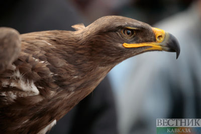 Animals, birds populations to be restored in Stavropol Territory