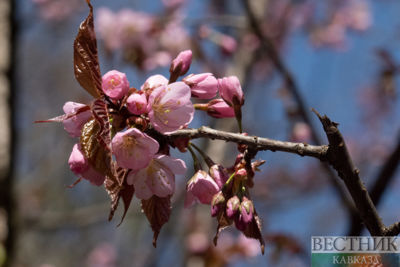 Blooming sakura in Moscow