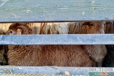 Wool processing in Dagestan to get its own enterprise