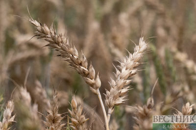 UN intends to continue grain deal dialogue with Russia