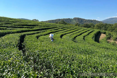 Tea plantations in Sochi visited by record number of tourists 