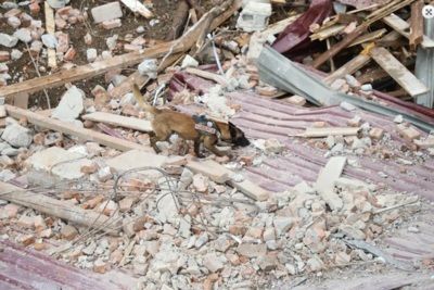 Ninth body in Georgia’s west recovered following landslide