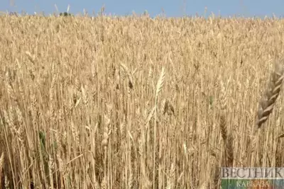 Iran stockpiling wheat