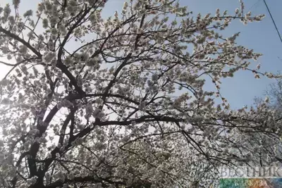 Dagestan to have 34-hectare almond orchard