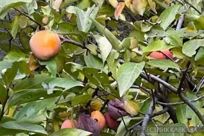 Azerbaijan increases persimmon exports in January  