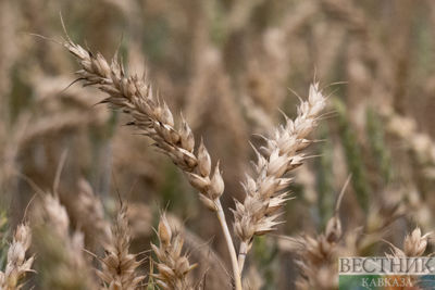 Armenia extends restrictions on wheat exports