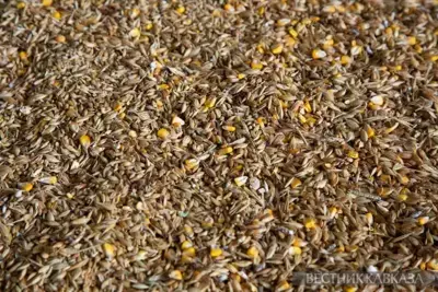 Russian grain transited to Armenia through Azerbaijan again